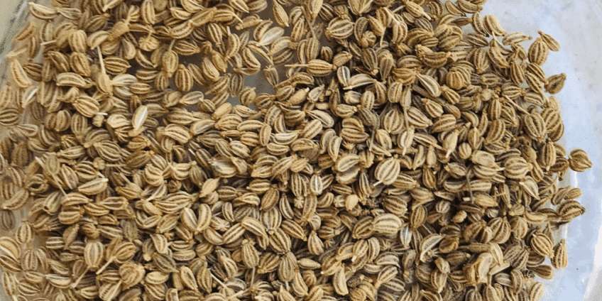 ajwain-848x424-2.jpg AJWAIN (carom seeds) 100gr - Image 1